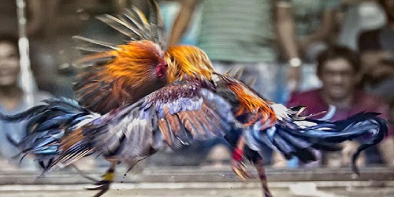 ขั้นตอนการเข้าร่วมสัมผัสประสบการณ์ตีไก่คีมเหล็ก