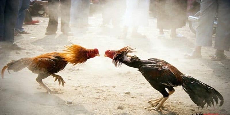 จุดเด่นของรูปแบบความบันเทิงตีไก่คีมเหล็ก