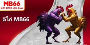 ตีไก่ MB66 – ติดตามการต่อสู้ไก่ชินที่น่าตื่นเต้น