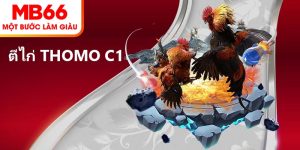 ตีไก่ Thomo C1 – การเดิมพันระดับสูง คว้าเงินรางวัลทันที