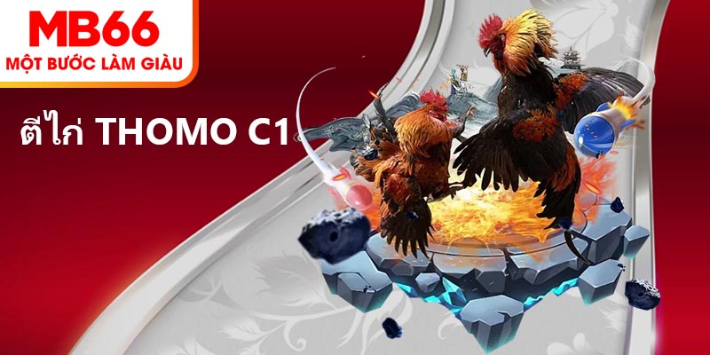 ตีไก่ Thomo C1 – การเดิมพันระดับสูง คว้าเงินรางวัลทันที