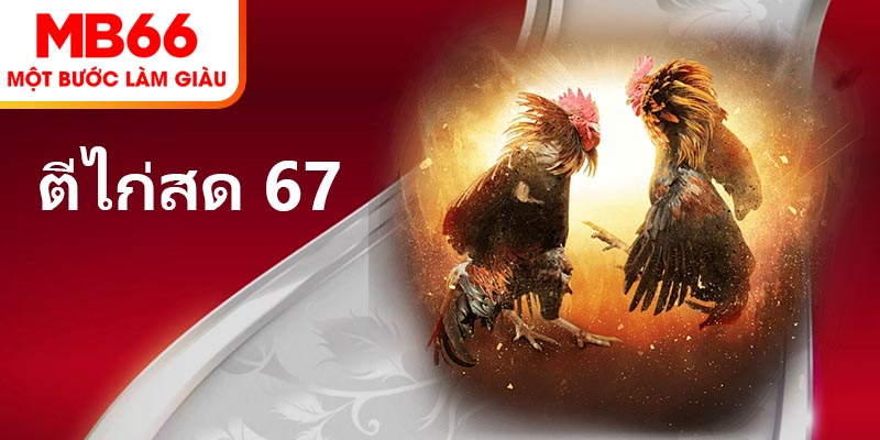 ตีไก่สด 67 – สถานที่ที่นักเล่นไก่ได้สนองความหลงใหล