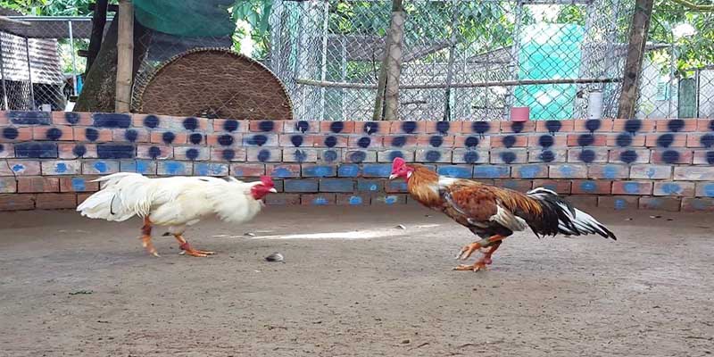 สำรวจประเภทการเดิมพันตีไก่ Thomo C1